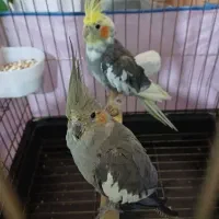 عروس هلندی