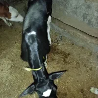 گوساله