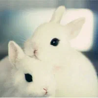 خرگوش کوچولو