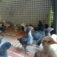 جوجه محلی اصل یک ماهه