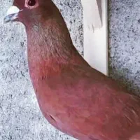 کفتر جوجه گلی و جوجه کلاغ گوک گم کردم