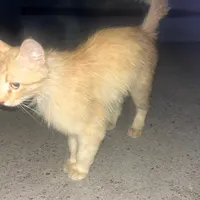 گربه پیدا شده