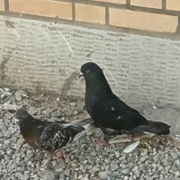 جوجه پرشی