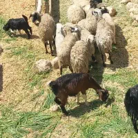 هفت راس میش وهفت تا بره