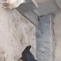 مرغ گلین لری