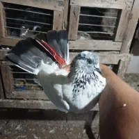 کبوتر