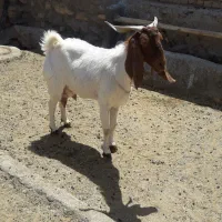 بز پاکستانی وسانن