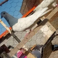 کبوتر|پرنده|شاهین دژ, |دیوار