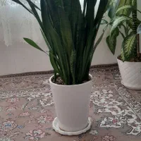گل آپارتمانی سانسوریا