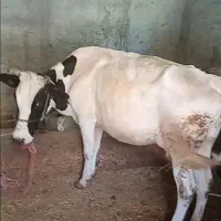 گاوگوشتی