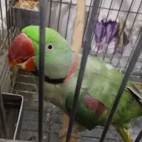 شاه طوطی/ راهب/ پرنده