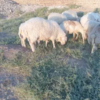 یک جفت میش دوساله آبستن نژاد آصف