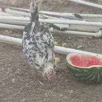 مرغ گلین تخم گذار
