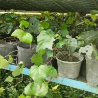 گل و گیاه شمشاد و پاپیتال سرسبز