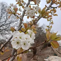 فروش گلخانه داخل حیاط خانه