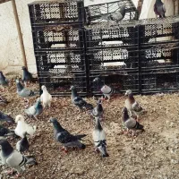 یک دسته پلاکی مسافتی