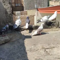 کفتر