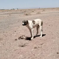 سگ گله ای واگذار میشود