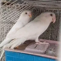 جفت طوطی برزیلی مولد