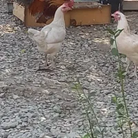 دو عدد مرغ و ۴ عدد جوجه ۳ ماهه