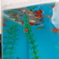 بچه  گوپی کوی