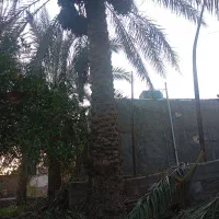 درخت بند