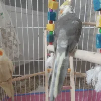 جوجه عروس سرحال
