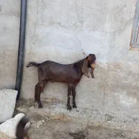 نربز