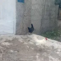 مرغ و خروس