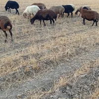 ۳۵ راس میش افشار