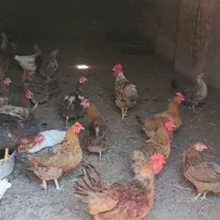مرغ و خروس