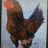 خروس بلوچی