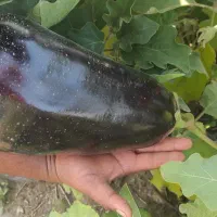 فروش بذر دستی هر اندازه بخوایین