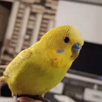 مرغ عشق