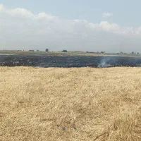 کاه گندم ادل درجه یک سنگین