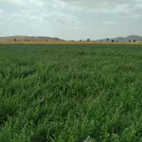 فروش،یونجه،خشک