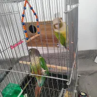 طوطی گرینچیک