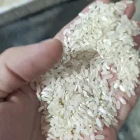 برنج کامفیروزی