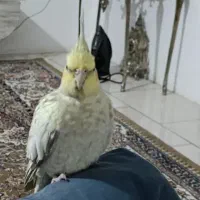 عروس هلندی ماده مست فوری