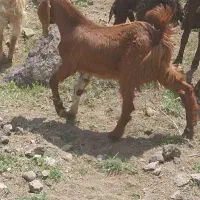 بزغاله نر