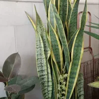 گلی