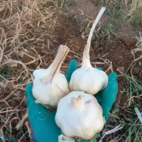سیر سفید و درشت