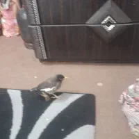 پرنده مرغ مینا