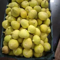 انجیر سیرچ