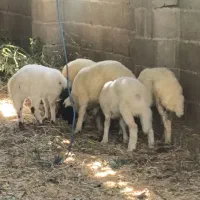 بره نر و ماده