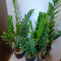 گل آپارتمانی کاکتوس  زاموفیلیا سطل پنج