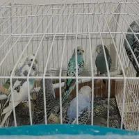 مرغ عشق نر و ماده  ، عروس هلندی جفت