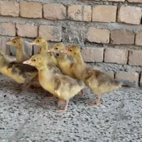 جوجه غاز