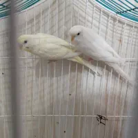 مرغ عشق یک جفت