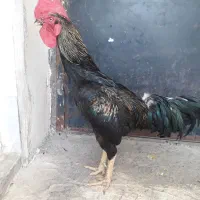 خروس لاری